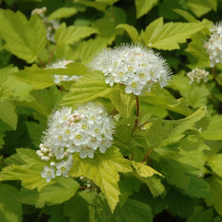 Tavoľa kalinolistá (Physocarpus opulifolius) ´DART´S GOLD´ - výška 90-110 cm, kont. C5L - NA KMIENKU
